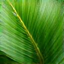 Natural Materials Icon: Green plant leaf